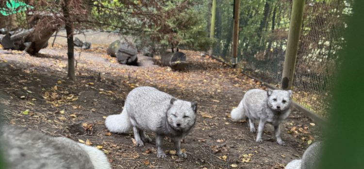 Ausflug in den Tierpark Altenfelden